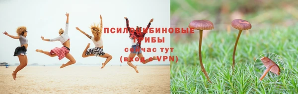 индика Абаза